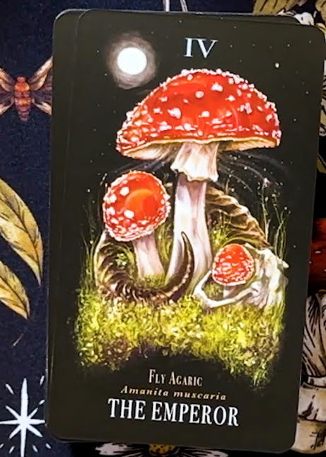 Midnight Magic: A Tarot Deck of Mushrooms